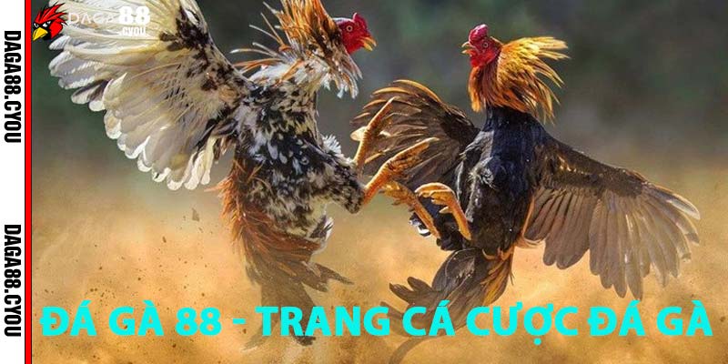 da-ga-88-trang-ca-cuoc-truc-tuyen-uy-tin